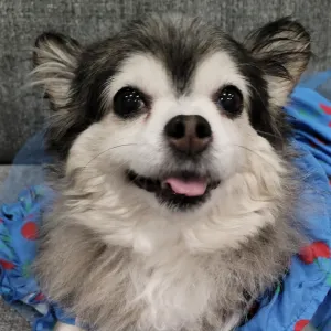 Bella: Chief Cuddle Officer 